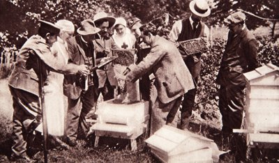 Instruction en apiculture sous le programme de Lord Eglinton : examen des rayons, de The Illustrated War News, 5 juillet 1916 - English Photographer
